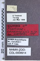 Etiketten zu Platiana tarangensis (NHMW-ZOO-COL-0008914)